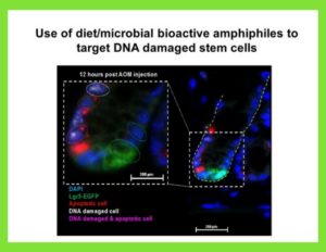 Diet/Microbial Bioactive